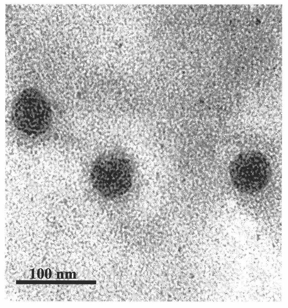 Method for preparing iron nano-magnetic particles by taking T4 phage as template