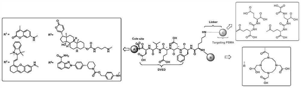 A kind of dual-enzyme system probe and its application