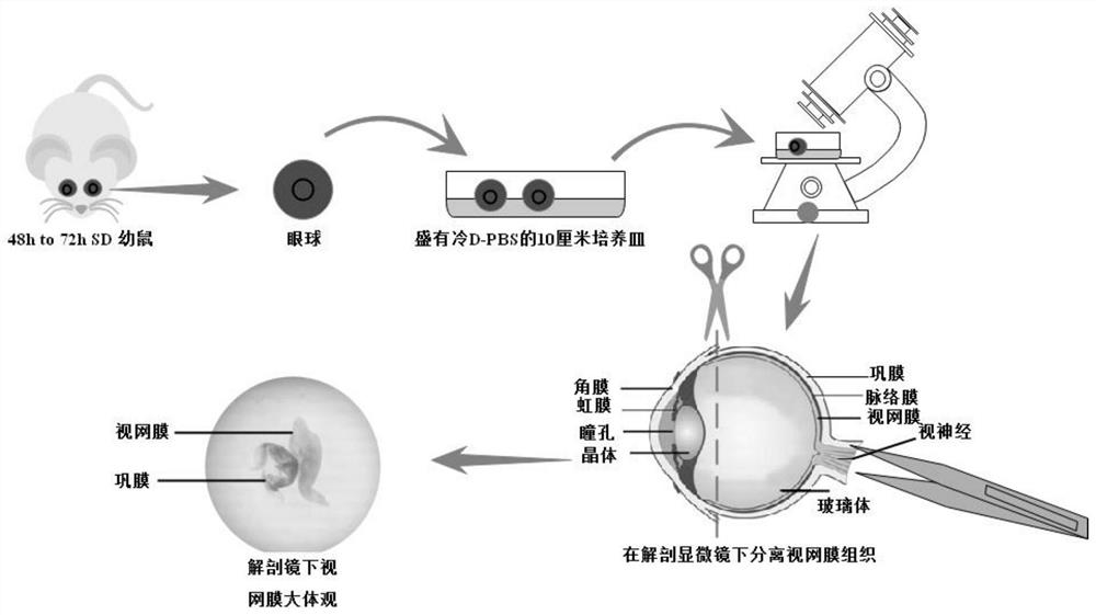 Preparation method of retinal ganglion cells