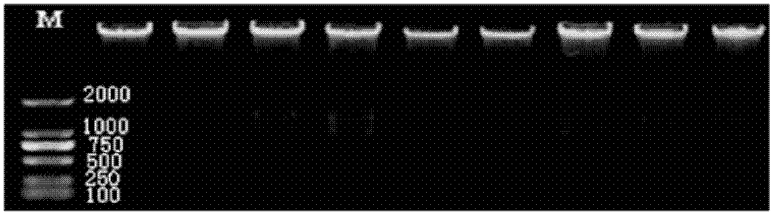 Method and kit for authenticating variety of castor seed by means of dimolecular markers