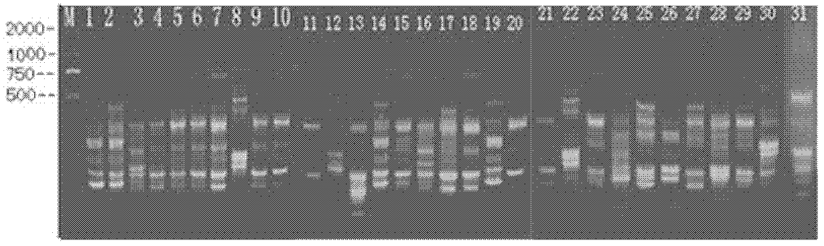 Method and kit for authenticating variety of castor seed by means of dimolecular markers