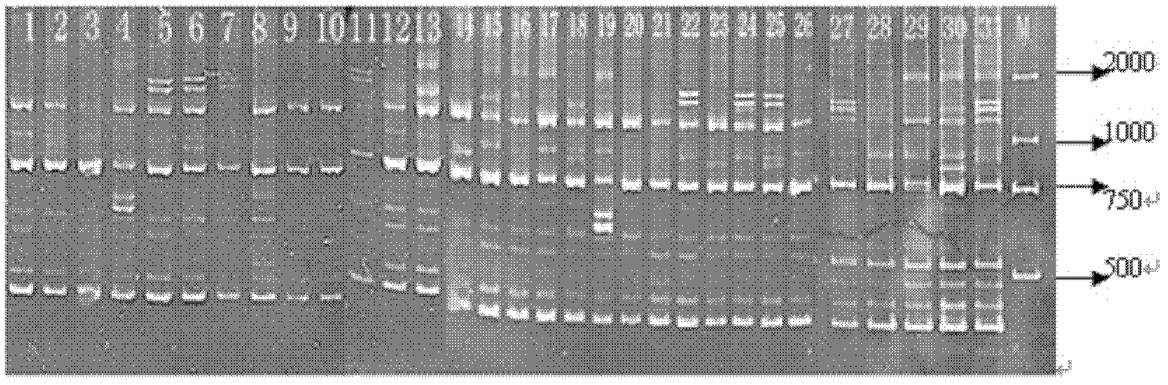 Method and kit for authenticating variety of castor seed by means of dimolecular markers