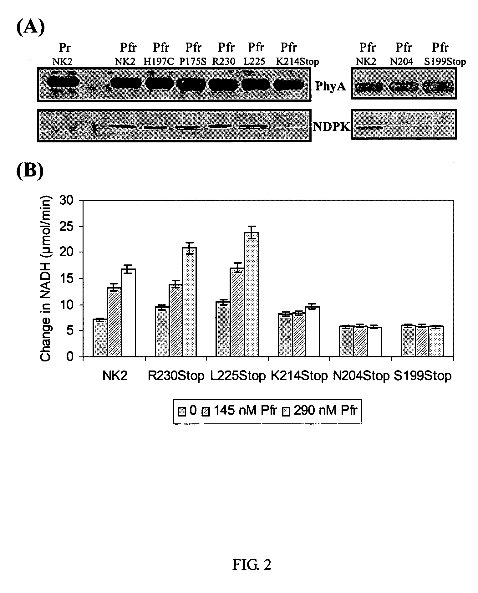 Nucleic acid molecules encoding hyperactive nucleoside di-phosphate kinase 2 and uses thereof