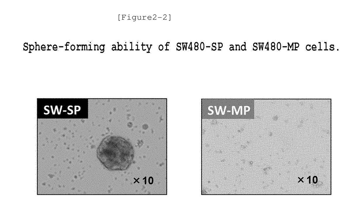 Tumor antigen peptide