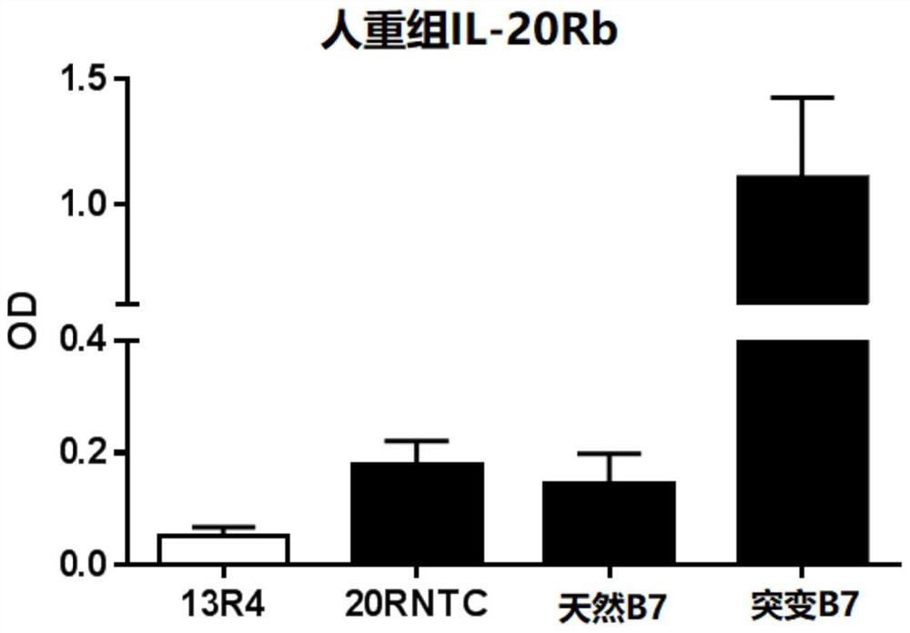 Il20-rb-specific antibodies and uses thereof for treating acute aggregation of