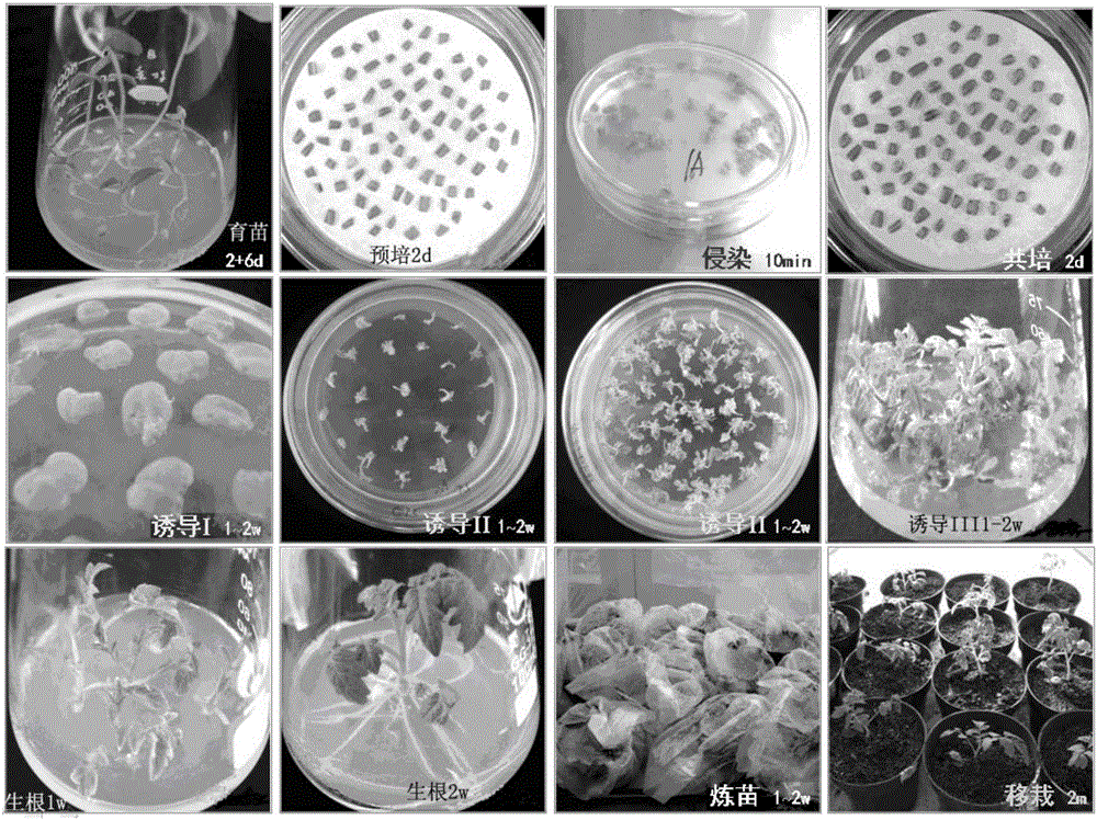 A method for making scion varieties acquire virus resistance, rna interference vector pcambia2300-3a and transgenic method