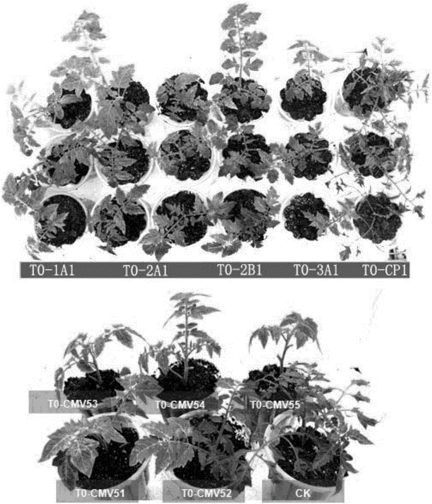 A method for making scion varieties acquire virus resistance, rna interference vector pcambia2300-3a and transgenic method