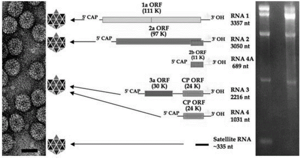 A method for making scion varieties acquire virus resistance, rna interference vector pcambia2300-3a and transgenic method