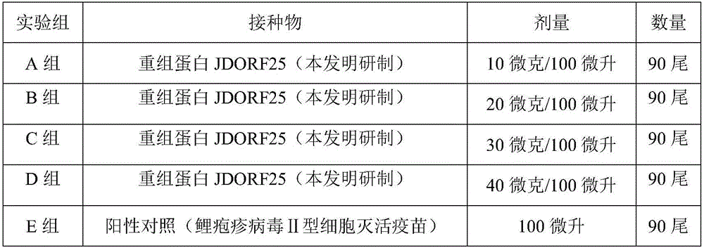 A kind of crucian carp herpes virus disease jdorf25 vaccine and its preparation method and application
