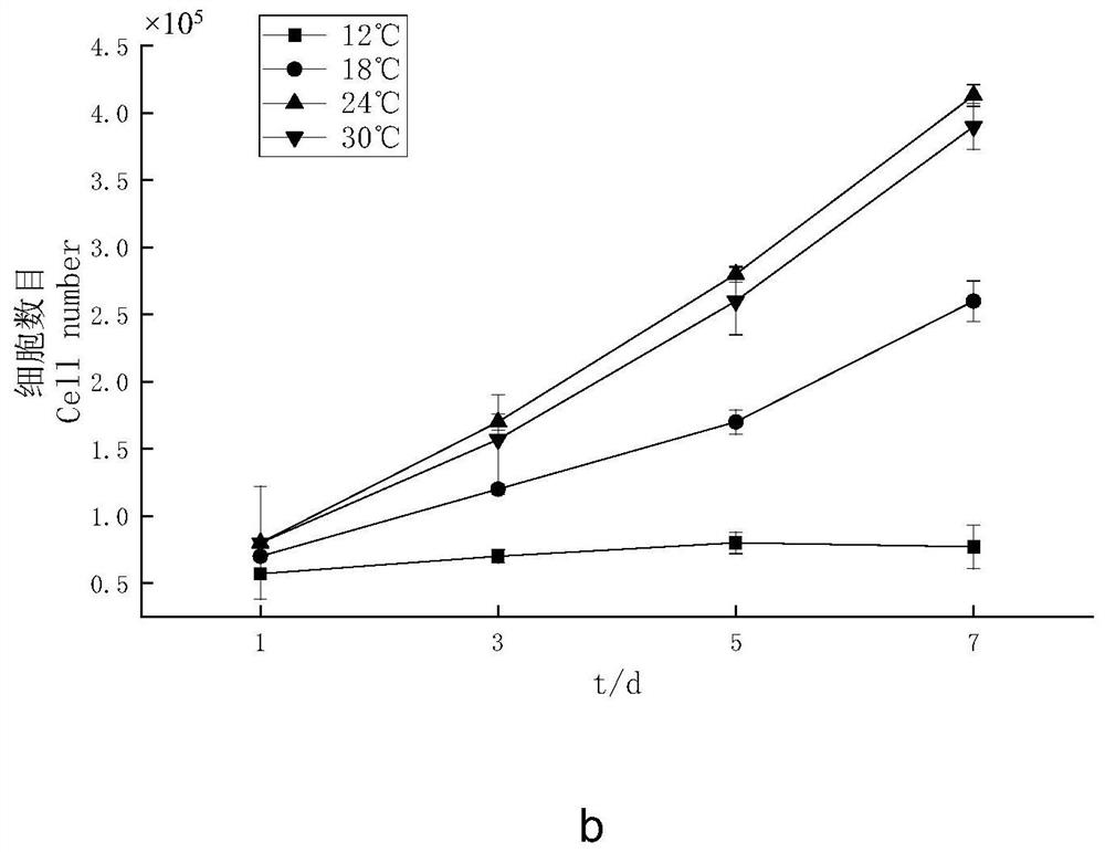 Oplegnathus punctatus brain cell line as well as construction method and application thereof