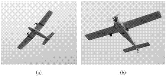 Large wildlife population number investigation method based on aerial photography of unmanned aerial vehicle