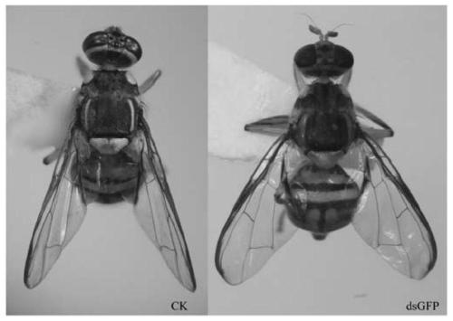 dsRNA of vestigial gene related to wing development and its application in the control of Bactrocera dorsalis
