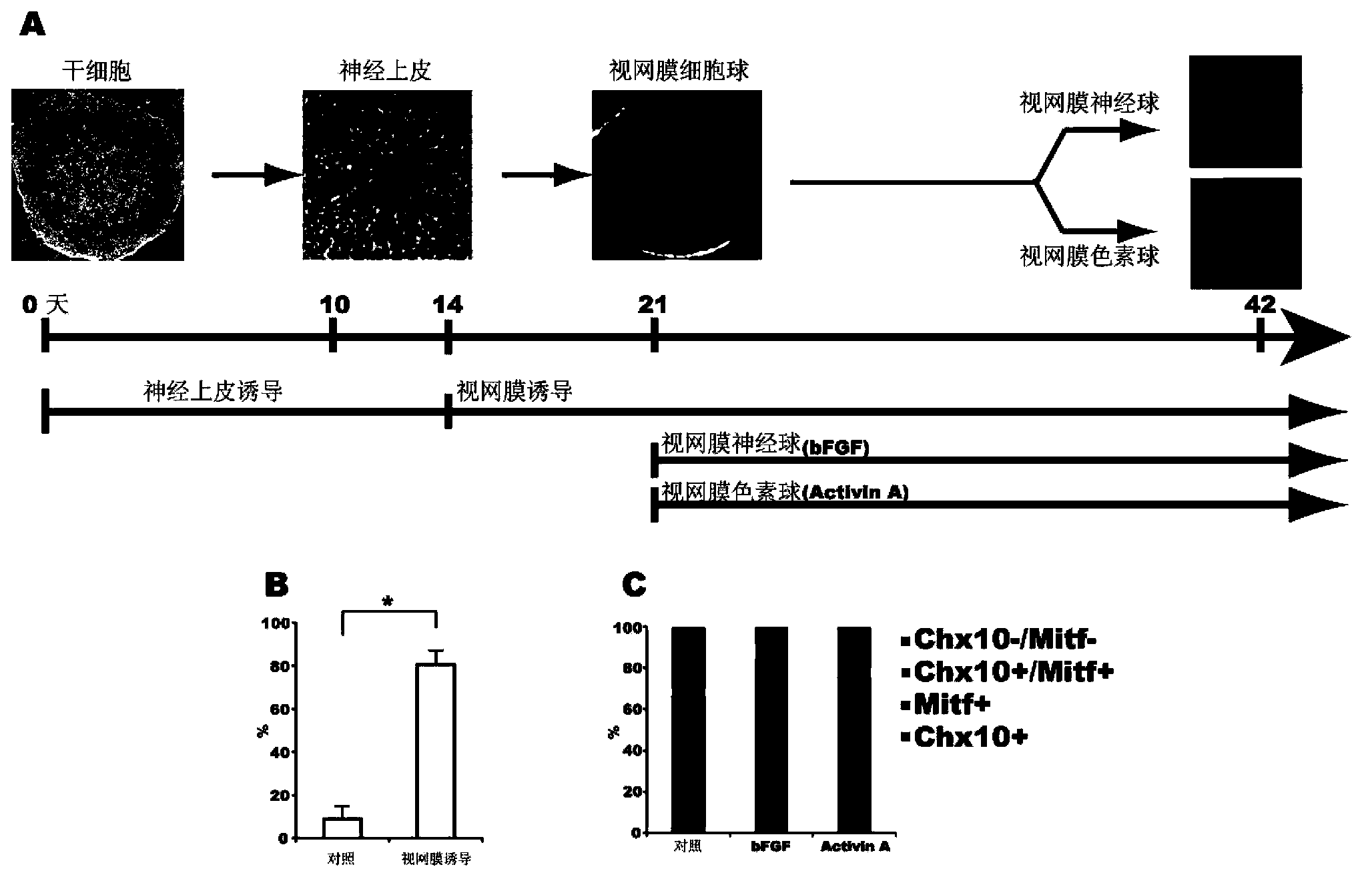 Method used for inducing differentiation of human multipotential stem cells into retinal progenitor cells