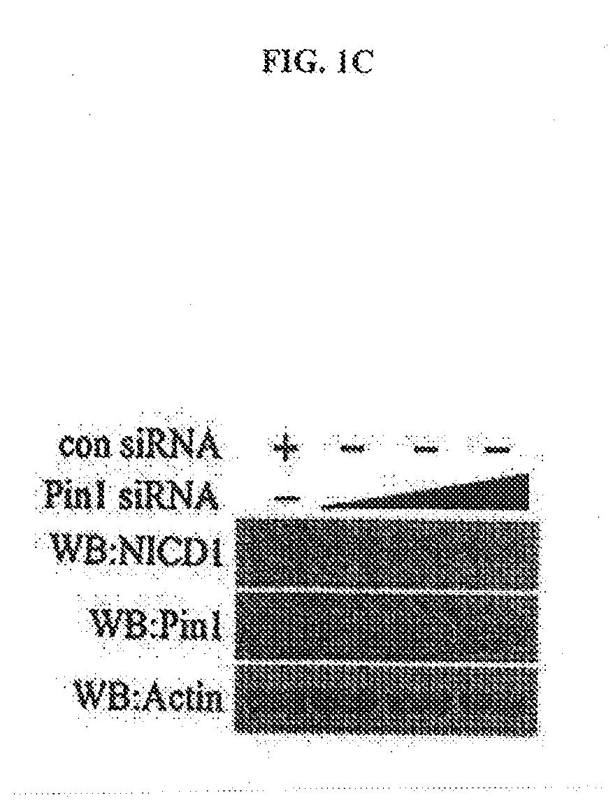 Composition for the prevention or treatment of the symptoms in the stroke comprising the inhibitor of Pin1