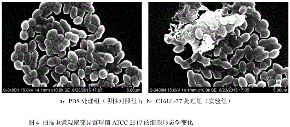 Recombinant human-derived antimicrobial peptide C16LL-37 and application method thereof in streptococcus mutans bioactivity role
