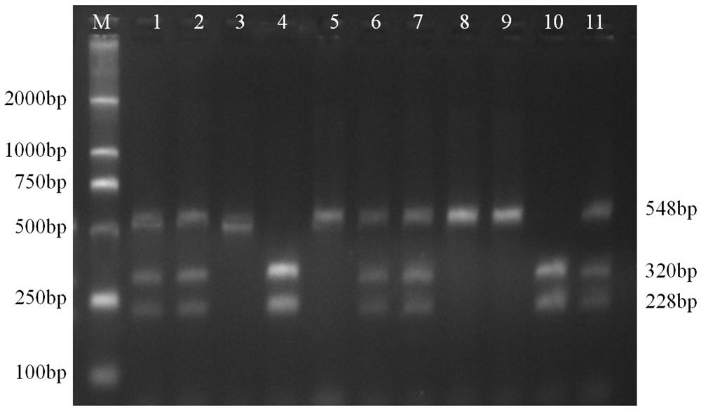 A molecular marker method for pig growth traits