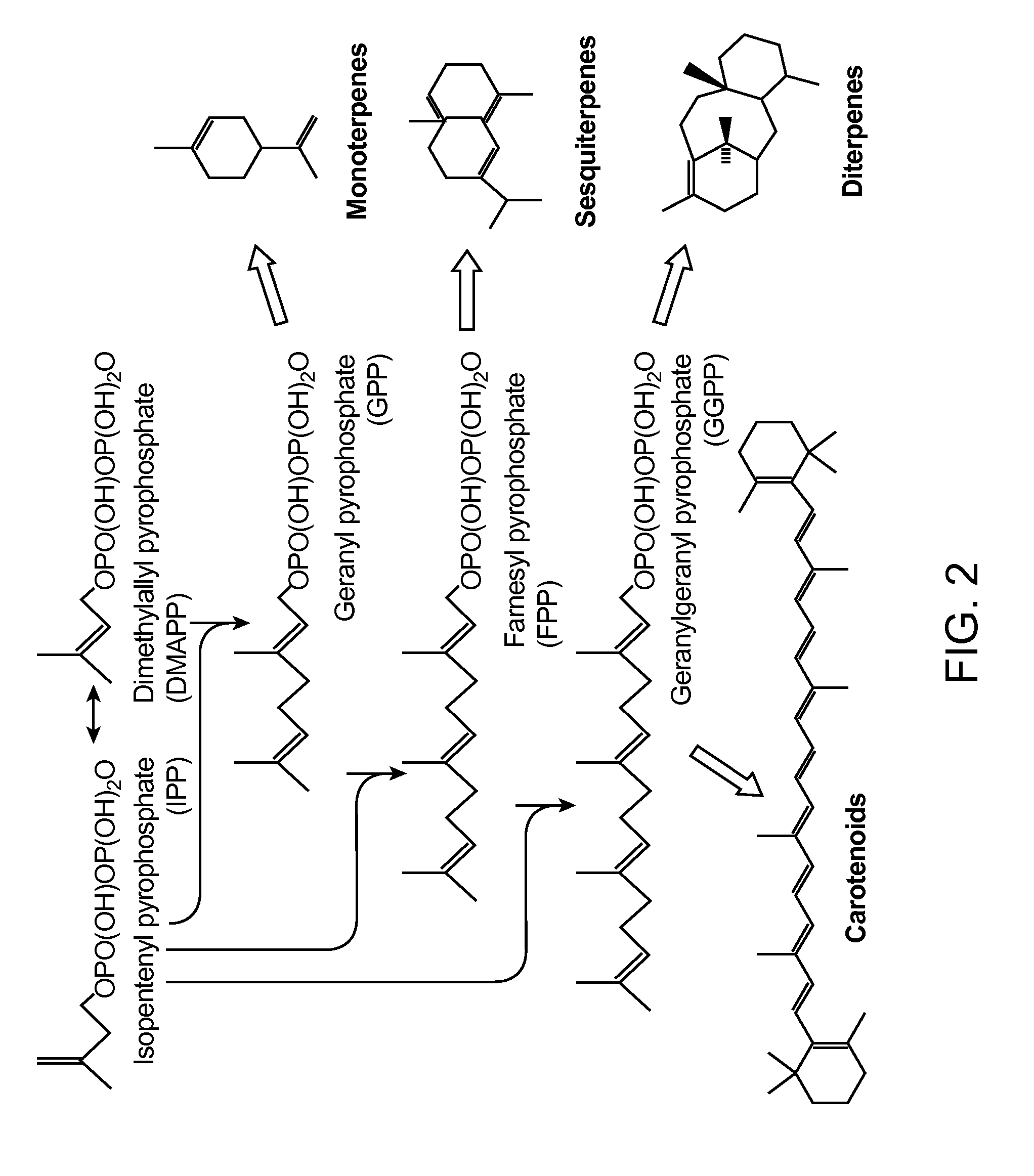Production of acetyl-coenzyme a derived isoprenoids