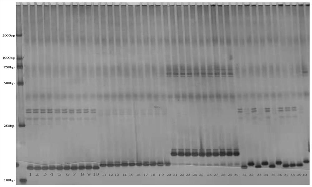 SSR (Simple Sequence Repeat) marker for simultaneously identifying sterile cytoplasm of gossypium harknessii and gossypium hirsutum