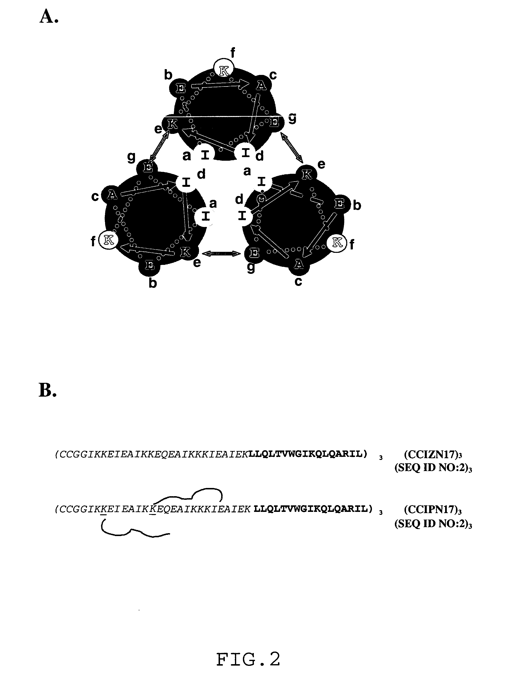 Method for Shielding Functional Sites or Epitopes on Proteins