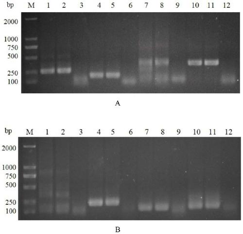 A method for detecting tomato yellow leaf curl virus based on rpa