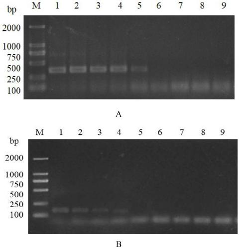 A method for detecting tomato yellow leaf curl virus based on rpa