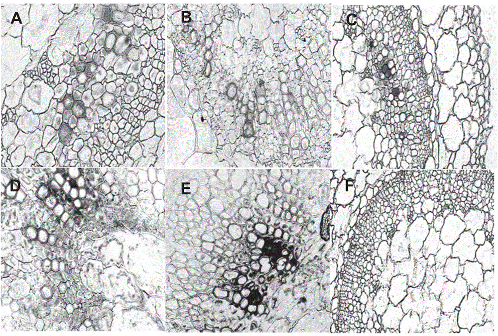 Constitutive expression promoter of strawberry vein banding virus