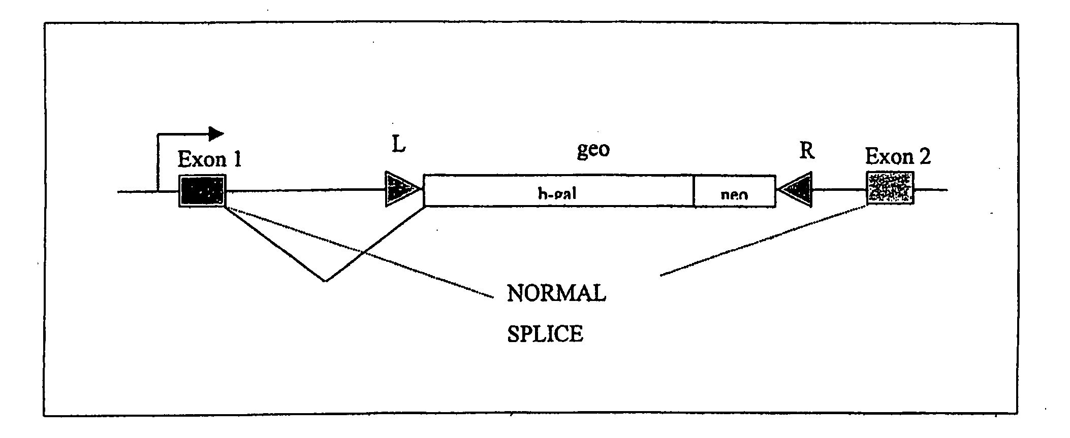 Insertional mutagenesis technique