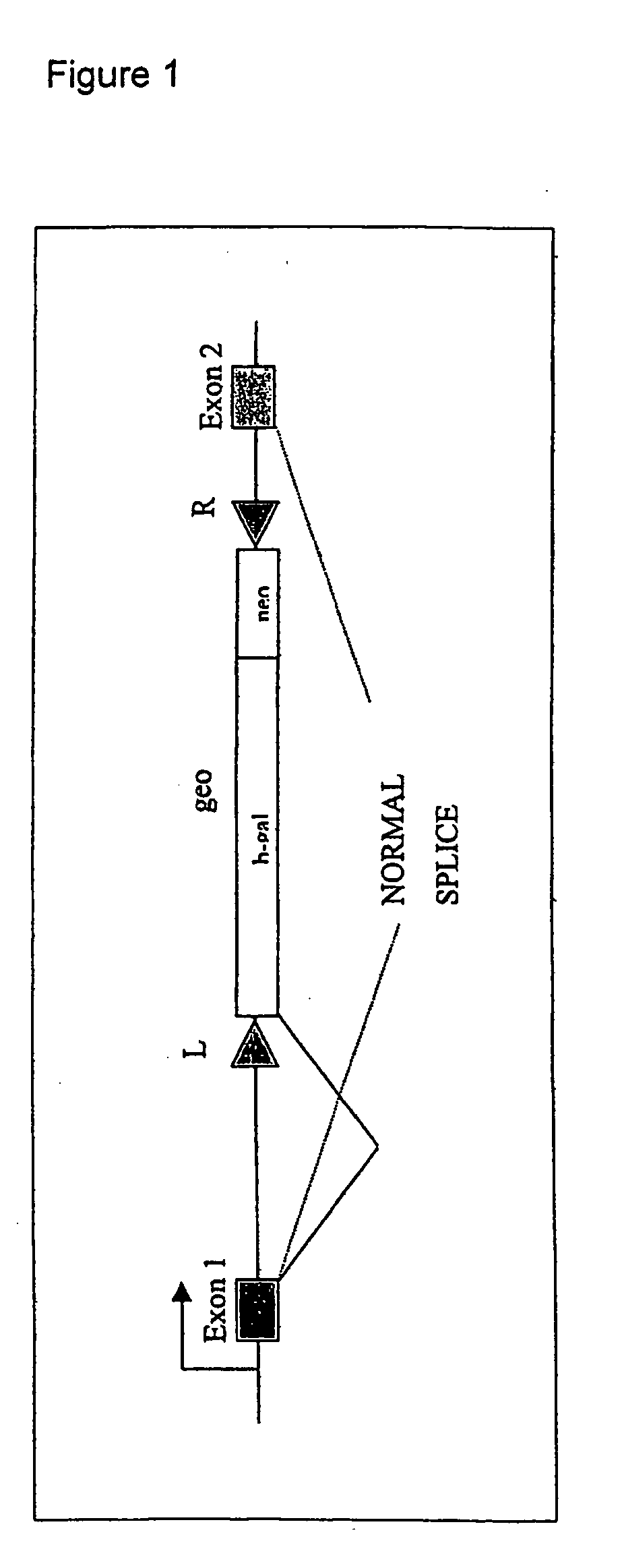 Insertional mutagenesis technique