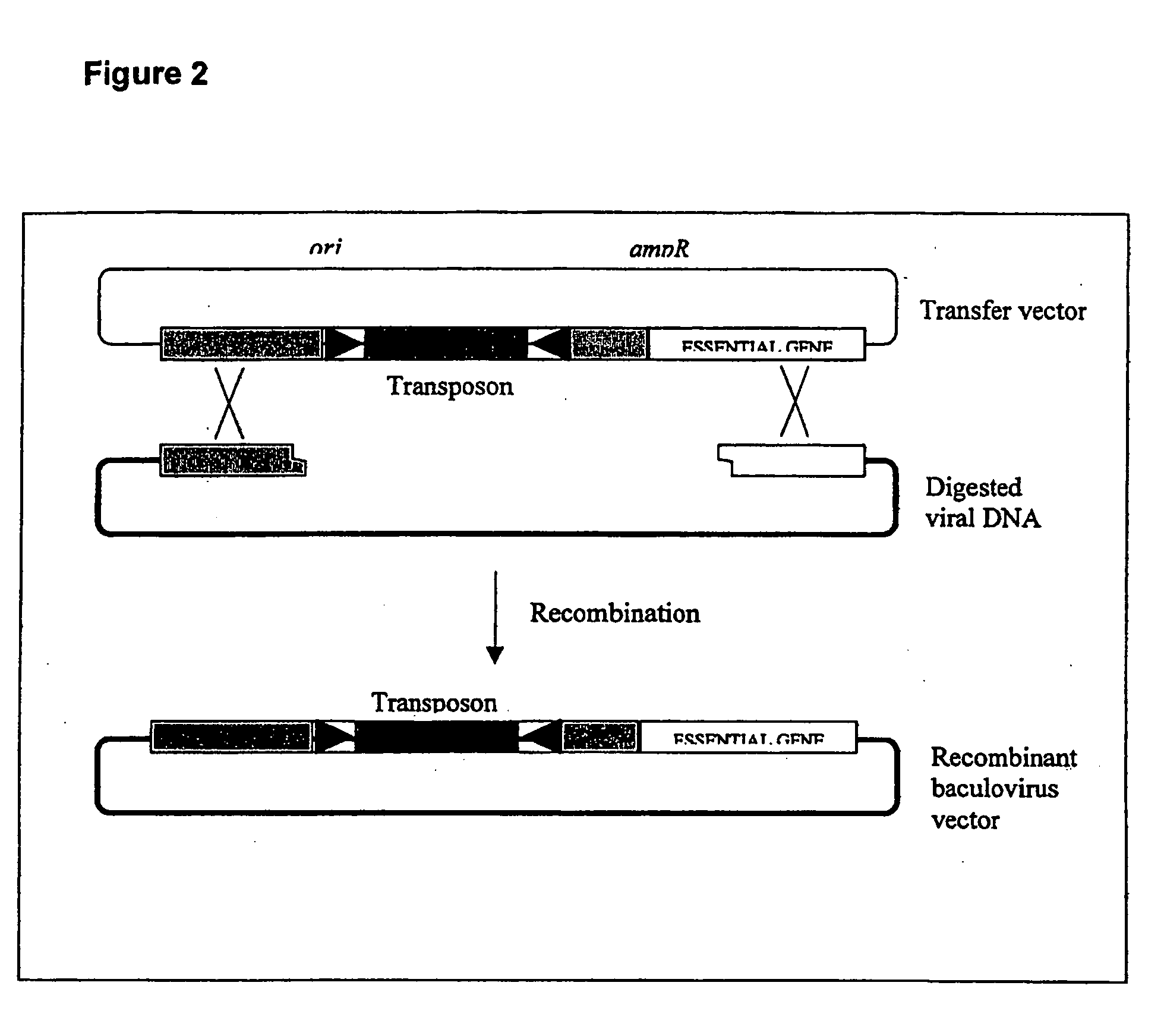 Insertional mutagenesis technique