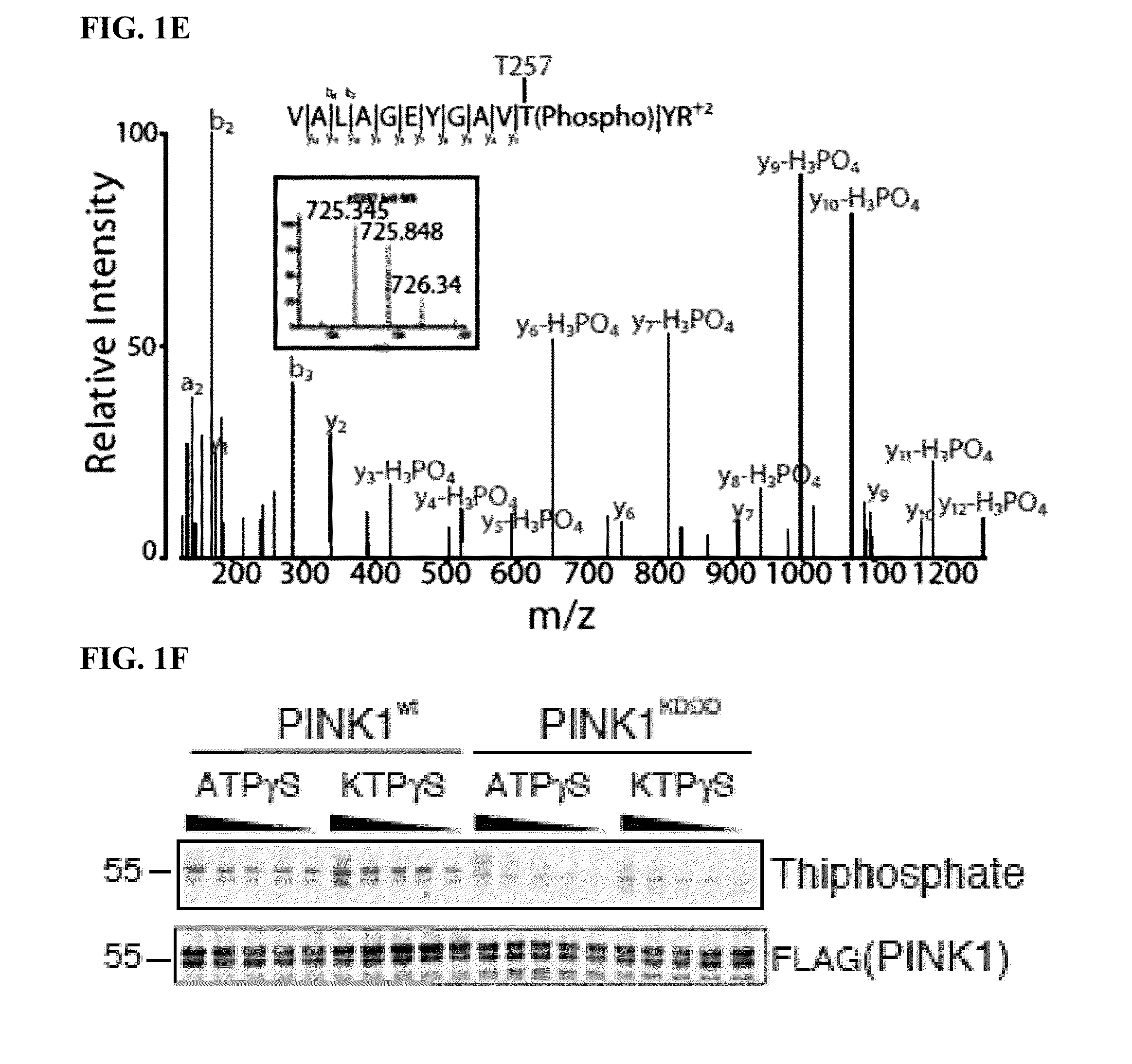 Compositions and methods for treating neurodegenerative diseases and cardiomyopathy