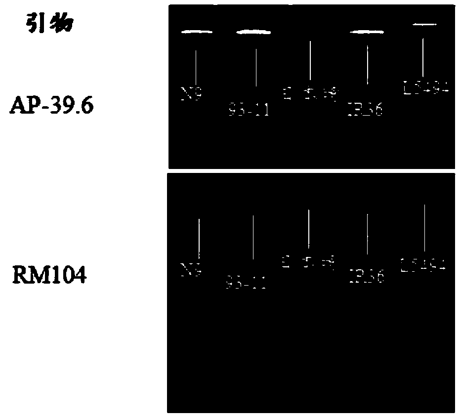 Rice variety IR36 black-streaked dwarf virus resistance site qRBSDV-1 and molecular marking method and application thereof