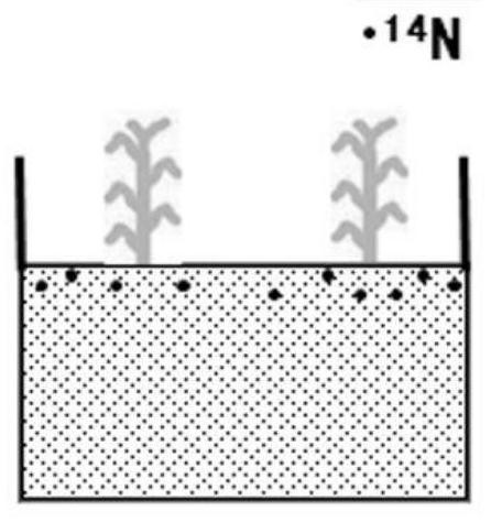 Method for quantifying nitrogen absorption and nitrogen nutrition contribution of non-root organs of crops