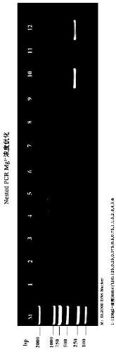 Specific nest type PCR detection reagent kit for clinical pentatrichomonas hominis infection