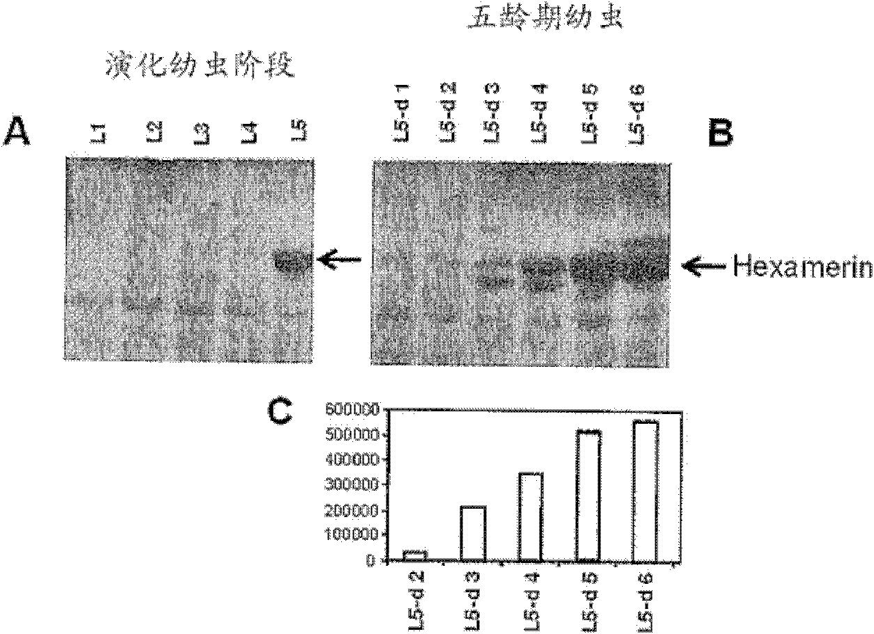 Insect-derived promoters for foreign proteins expression in insect cells