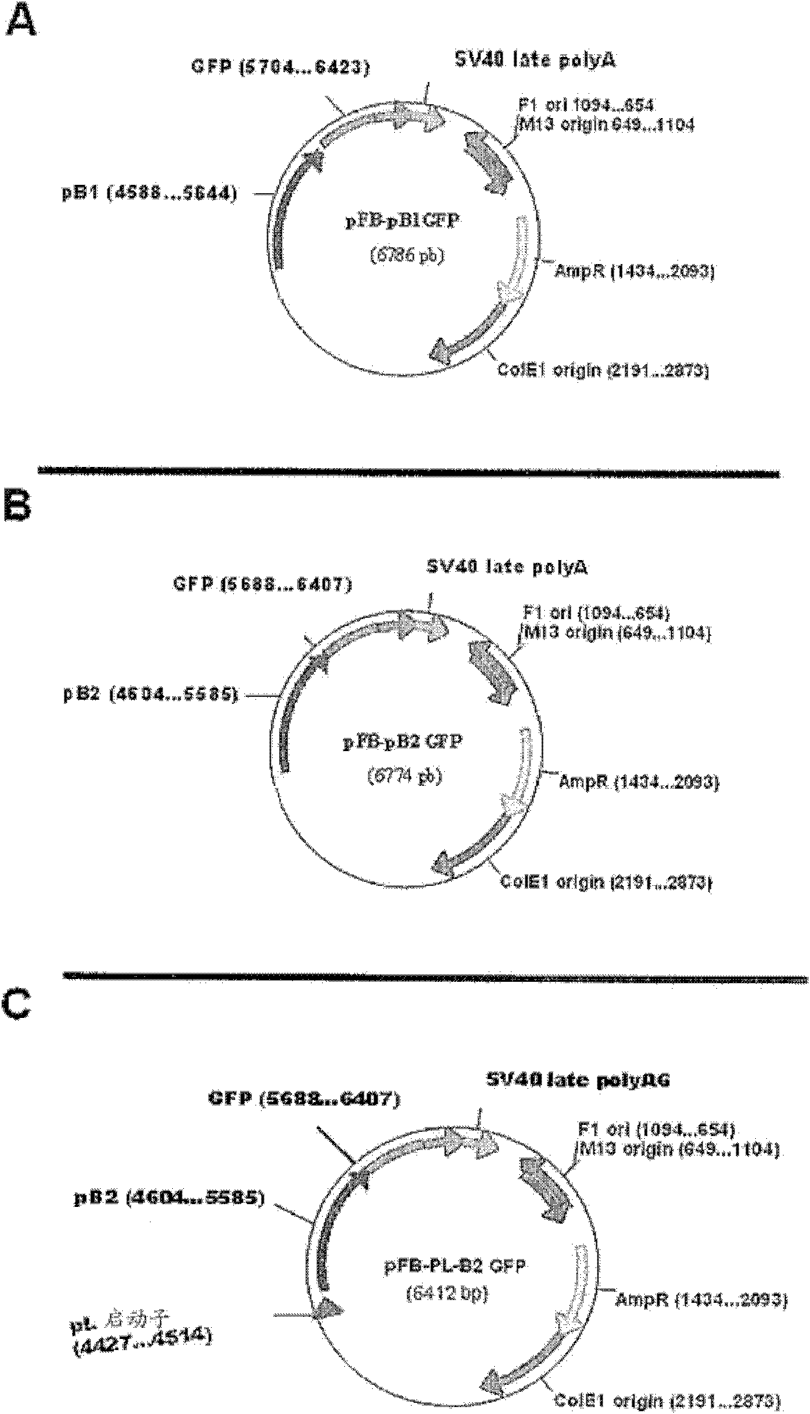 Insect-derived promoters for foreign proteins expression in insect cells