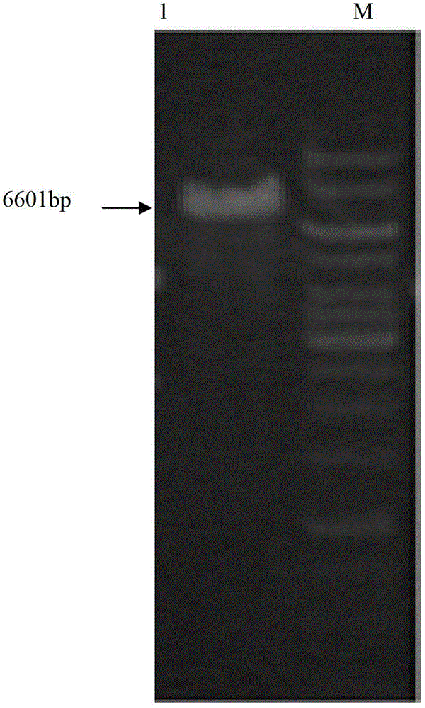 Construction method and application of plasmid capable of replicating and expressing dehydrogenase gene at positions 1 and 2 of steroid compound a ring in Arthrobacter simplex