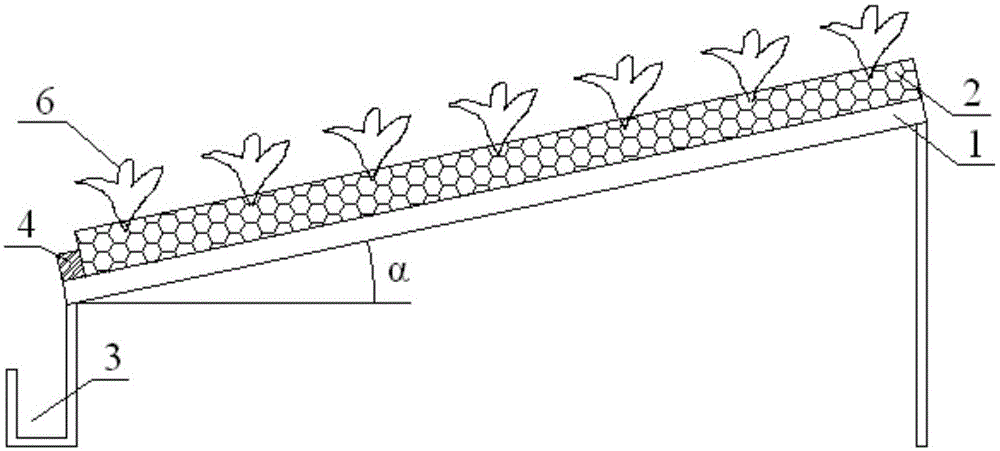 Method for planting dendrobium officinale by adopting tilt-type seedbed