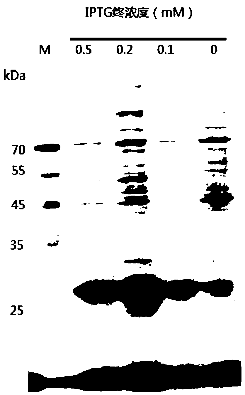 Cellulose endonuclease gene, protein and application thereof