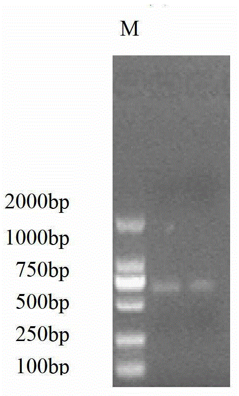 Gene fragment for controlling silking of major cotton leafroller as well as cloning method and application thereof