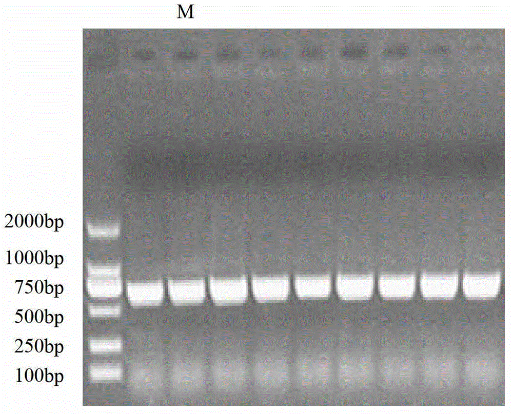 Gene fragment for controlling silking of major cotton leafroller as well as cloning method and application thereof