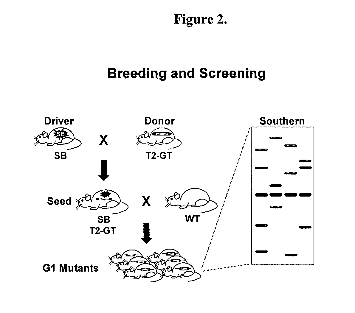 Genetically modified rat models for drug metabolism