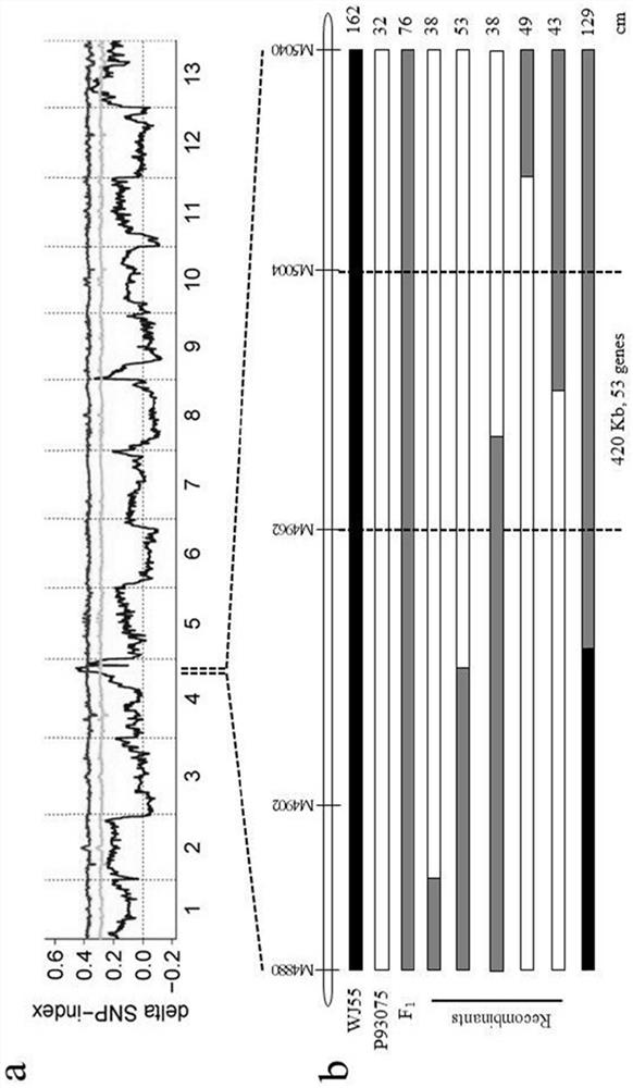 SNP Molecular Markers Related to Luffa Growth and Its Application