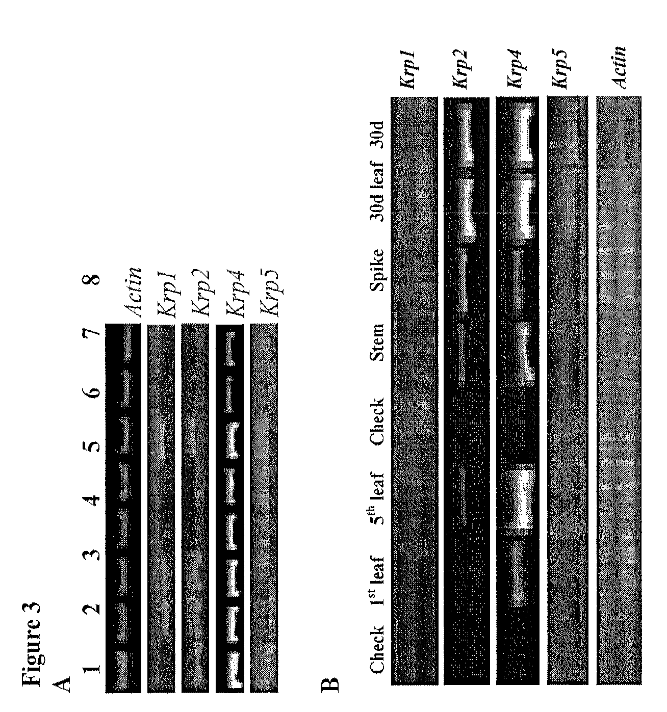 Identification and use of krp mutants in wheat