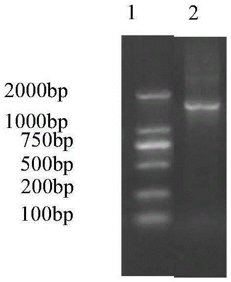 Lignocellulos substance high-efficiency degrading bacterium S1 and application thereof