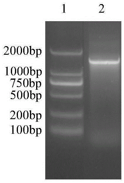 Lignocellulos substance high-efficiency degrading bacterium S1 and application thereof