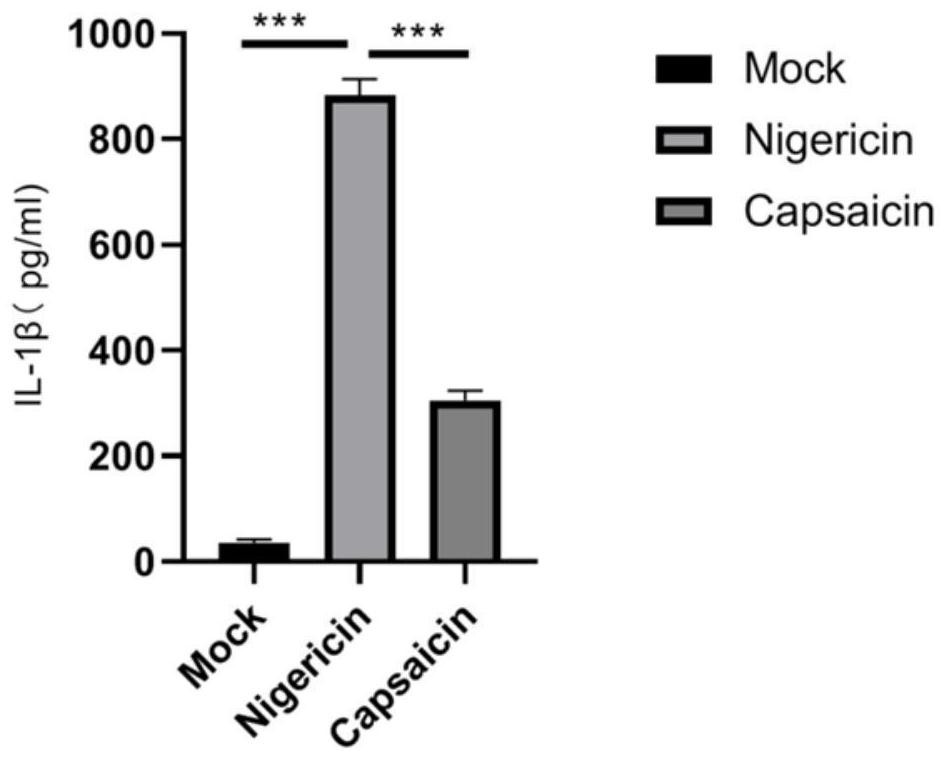 Application of capsaicin in inhibiting nlrp3 inflammasome activation