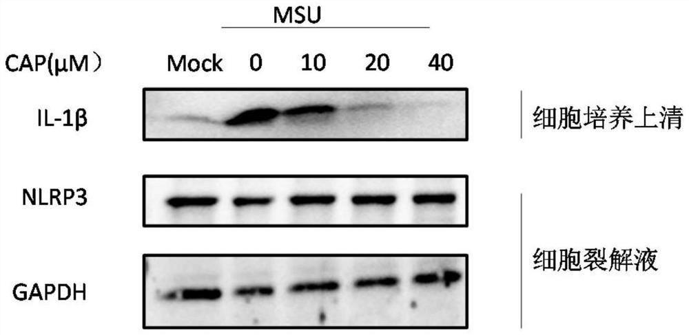 Application of capsaicin in inhibiting nlrp3 inflammasome activation