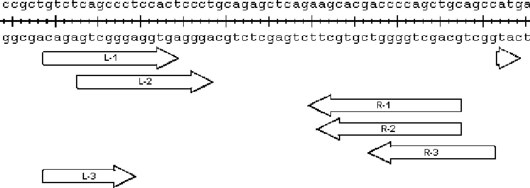 Transcription activator-like effector nucleases, and encoding genes and application thereof