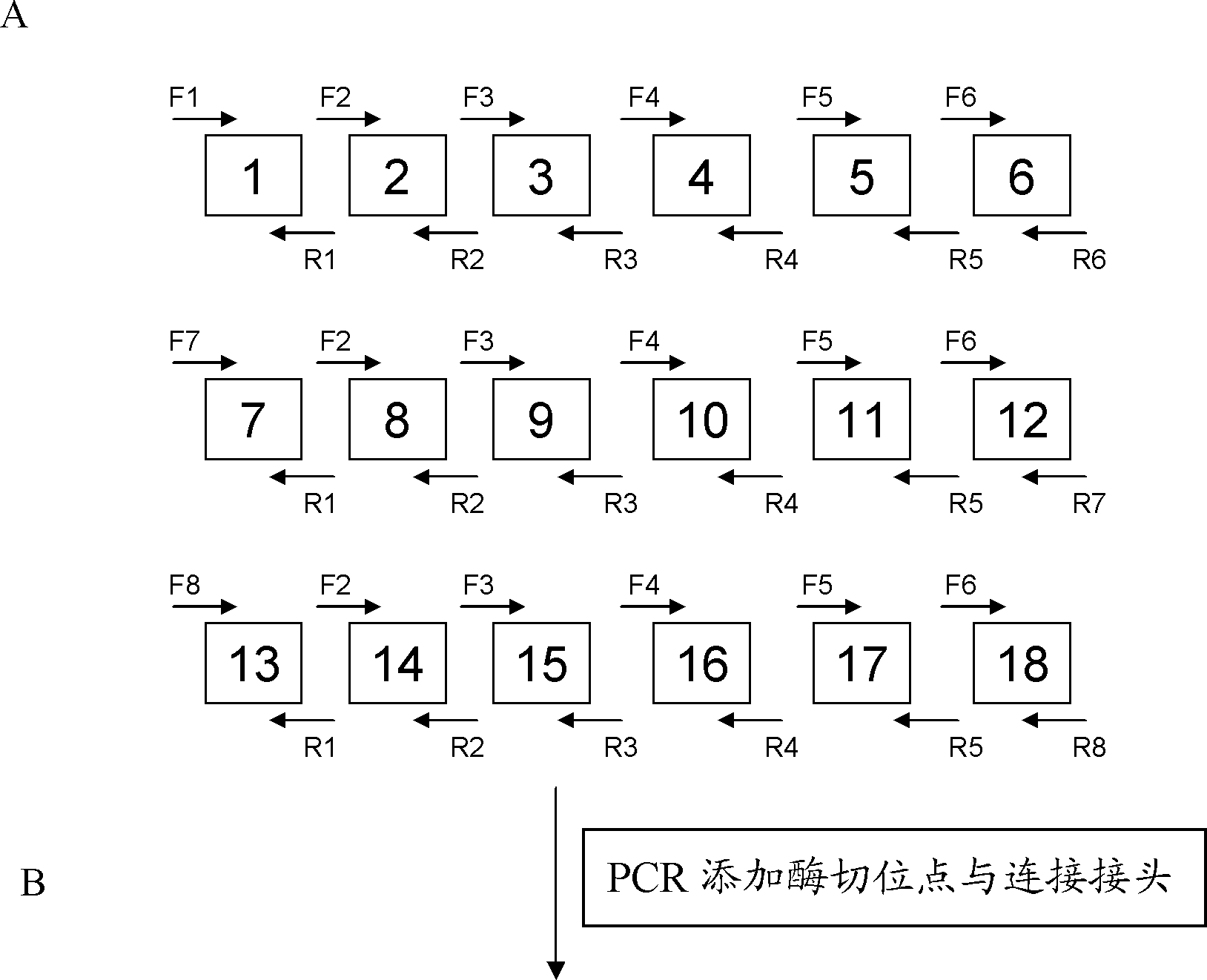 Transcription activator-like effector nucleases, and encoding genes and application thereof