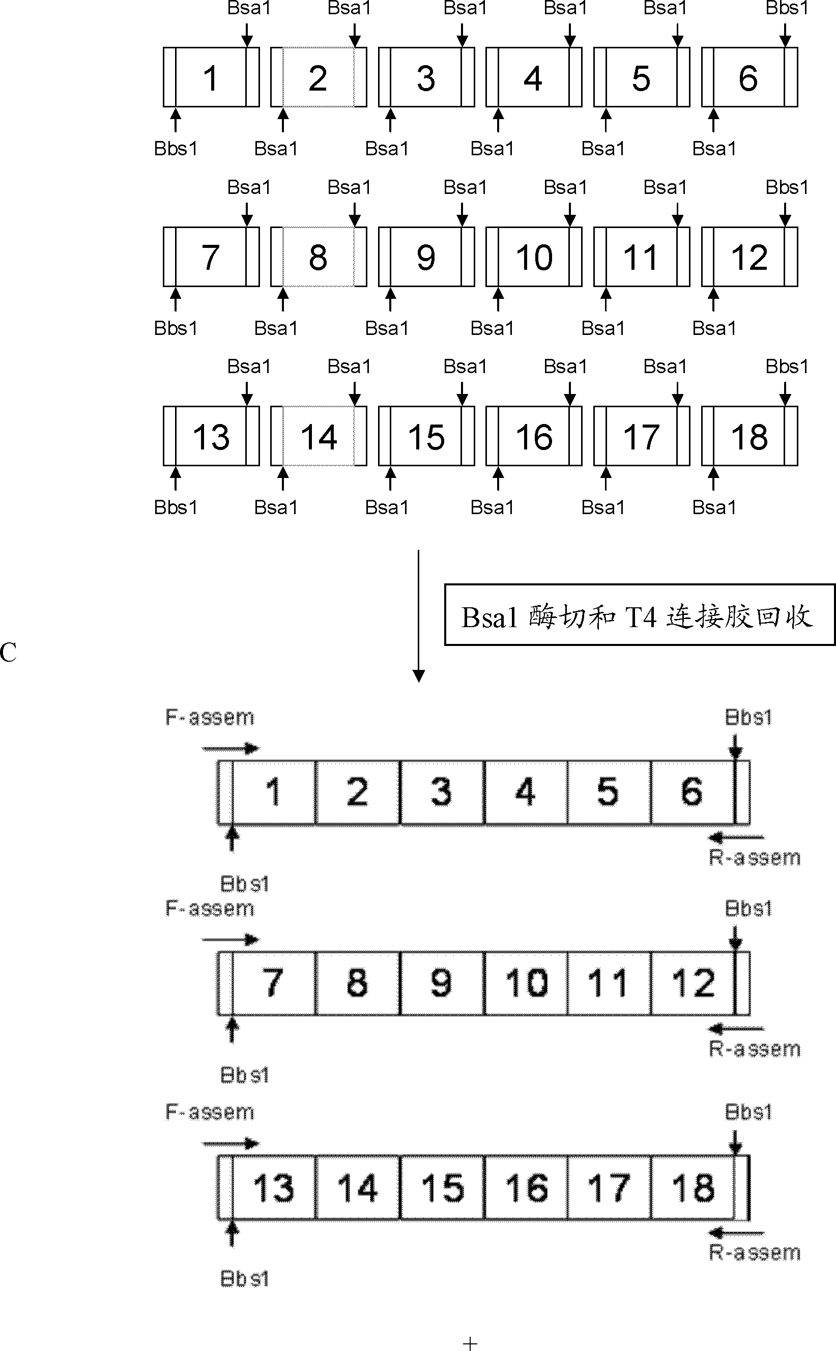 Transcription activator-like effector nucleases, and encoding genes and application thereof